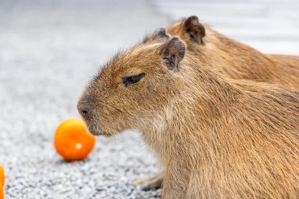 Bedårande Liten Capybara Njuter Zoo — Stockfoto