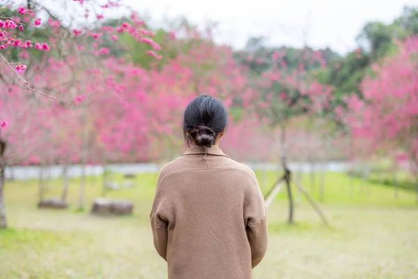 Donna Guarda Albero Sakura Nel Giardino — Foto Stock