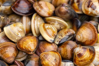 Taze pişmemiş istiridye.