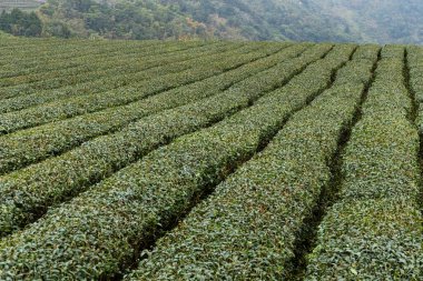 Çay tarlasında taze çay. 