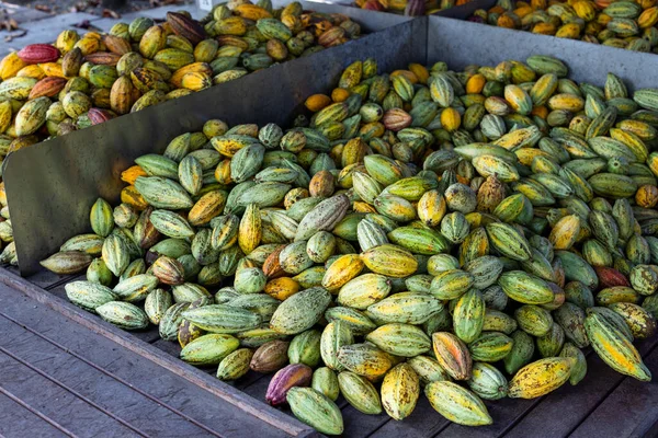 Свежий Урожай Какао Ферме — стоковое фото