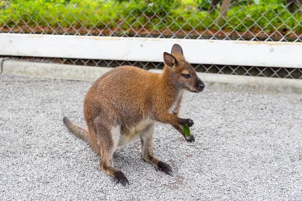 動物園で緑の葉で食べるカンガルー — ストック写真