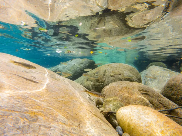 Sacco Pesce Nel Lago Cristallino — Foto Stock