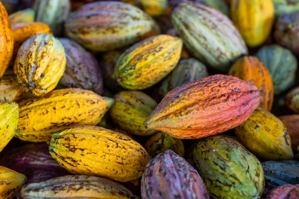 Çiftlikteki Organik Olgun Kakao Kabuğu — Stok fotoğraf