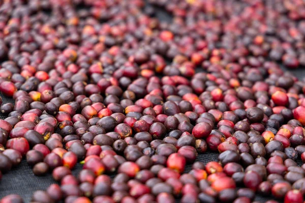 Coffee Bean Dry Sunlight Ground — Stock Photo, Image
