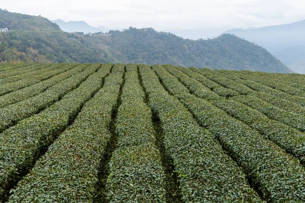 Свежий Чай Чайной Плантации — стоковое фото