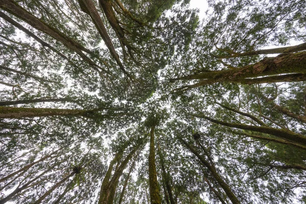 Κάτω Όψη Του Δέντρου Του Δάσους — Φωτογραφία Αρχείου