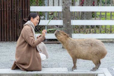 Woman feed Capybara at tourist zoo park