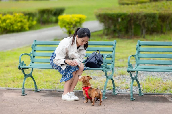 Mujer Alimentar Perro Con Merienda Aire Libre —  Fotos de Stock
