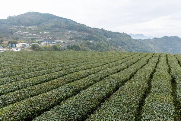 Tea Field Shizhuo Trails Alishan Taiwan — Stock Photo, Image