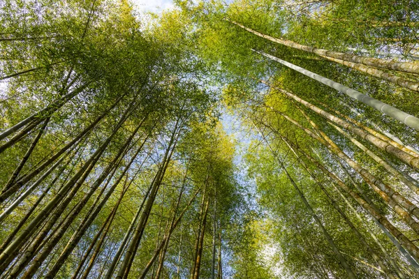 Vista Inferior Del Bosque Bambú — Foto de Stock