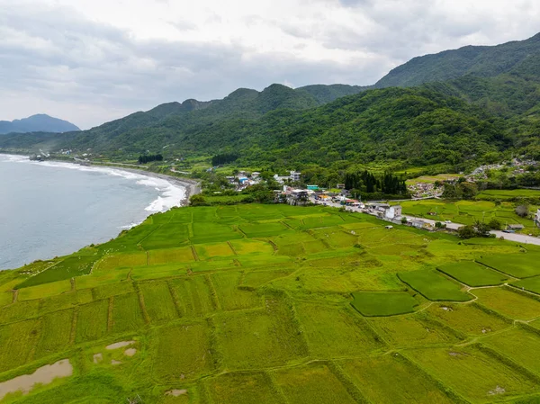 Campo Arroz Taiwan Hualien Sobre Mar Fengbin Township Shitiping Coastal — Fotografia de Stock