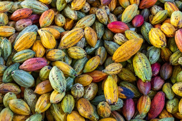 Organický Zralý Kakaový Lusk Farmě — Stock fotografie