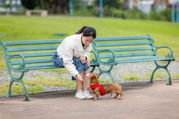 Mulher Alimenta Seu Cão Dachshund Parque — Fotografia de Stock