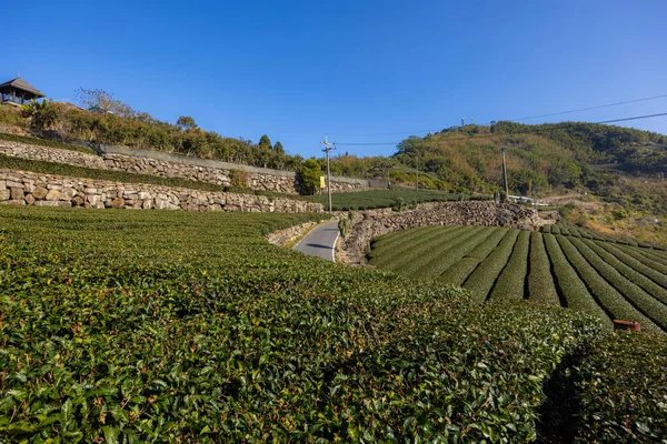 Świeże Pole Zielonej Herbaty Shizhuo Trails Alishan Tajwanu — Zdjęcie stockowe