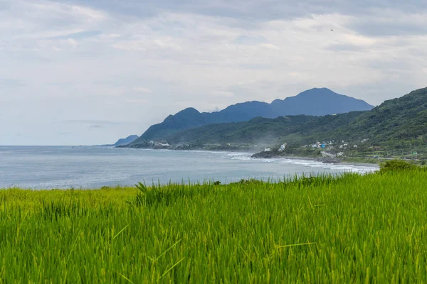 Rýžové Pole Výhledem Moře Hualien Tchaj Wanu — Stock fotografie