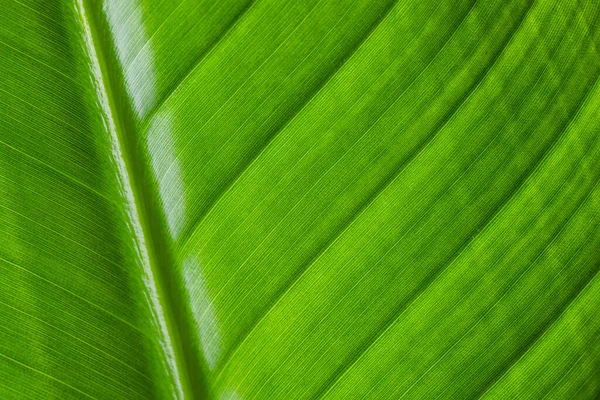 Fresh Green Plant Leave Texture Pattern — Stock Photo, Image