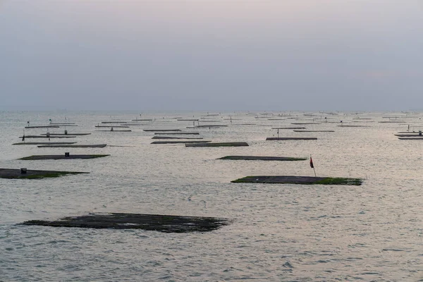 Oyster Πεδίο Πάνω Από Θάλασσα Βράδυ — Φωτογραφία Αρχείου