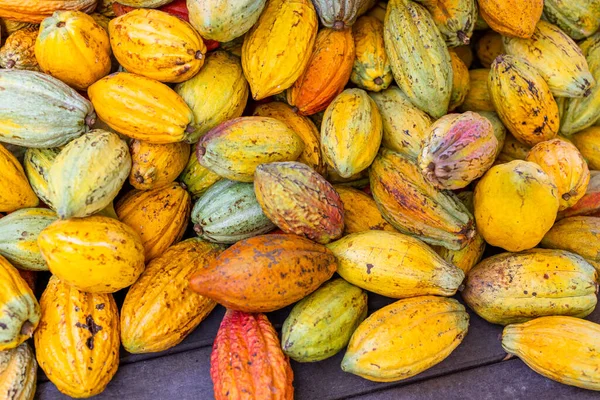 Verse Cacaopod Het Landbouwbedrijf — Stockfoto