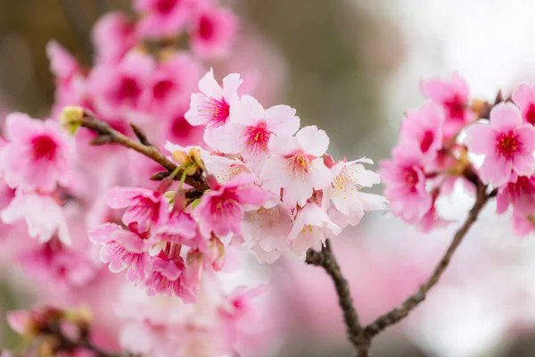 Árboles Sakura Florecientes Pleno Esplendor —  Fotos de Stock