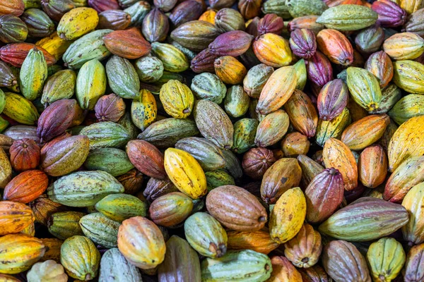 Renkli Kakao Kabuğu Yığını — Stok fotoğraf