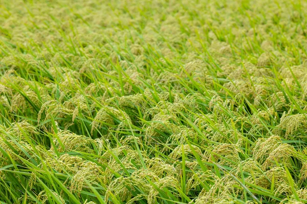 Frisches Rohes Reisfeld — Stockfoto