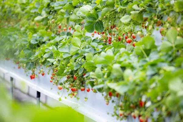 Frische Reife Erdbeeren Bauernhof Feld — Stockfoto