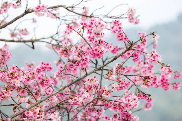 Árvores Sakura Florescentes Pleno Esplendor — Fotografia de Stock