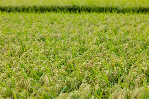 Fresh Raw Paddy Rice Field — Stock Photo, Image