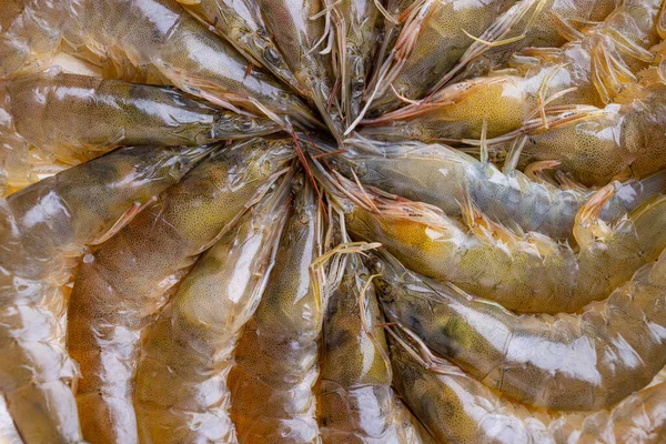 Fresh Raw Shrimp Plate — Stock Photo, Image