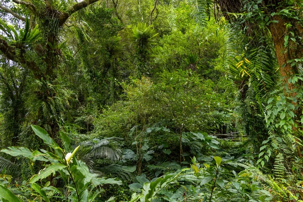 Тропический Лес Большим Количеством Зеленых Растений — стоковое фото