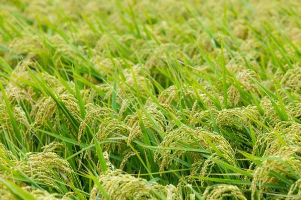 Ακατέργαστο Ρύζι Paddy — Φωτογραφία Αρχείου