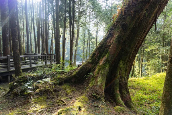 Giant Sacred Tree Alishan Taiwan — Stock Photo, Image
