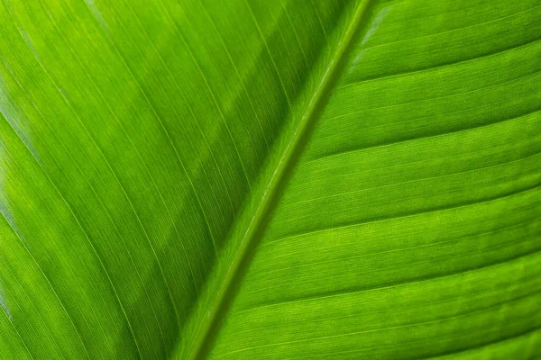 Fresh Green Plant Leave Texture Pattern — Stock Photo, Image