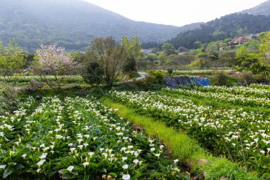 Tayvanlı Yangmingshan 'da zambak tarlası
