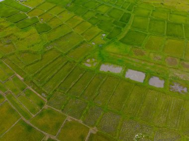 Pirinç tarlasının yukarıdan görünüşü