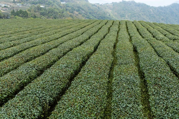 stock image Fresh raw tea farm landscape