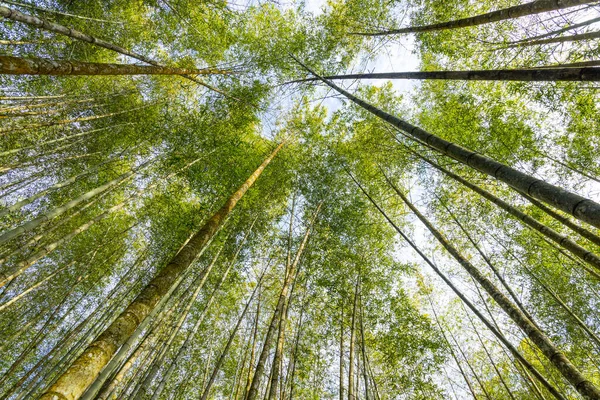 Dolny Kąt Widzenia Drzewa Bambusa Wewnątrz Lasu — Zdjęcie stockowe
