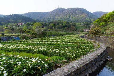 Tayvanlı Yangmingshan 'da zambak tarlası
