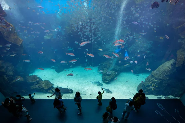 Taoyuan Tchaj Wan Července 2022 Akvárium Xpark Tchaj Wanu — Stock fotografie