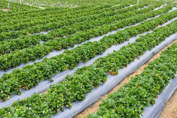 新鲜成熟的草莓农场 — 图库照片