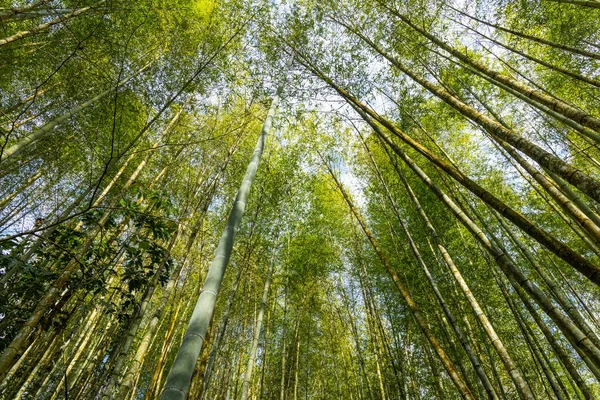 Bottom View Bamboo Tree Forest — Stock Photo, Image
