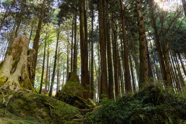 阿连山国家森林娱乐区的森林景观 — 图库照片