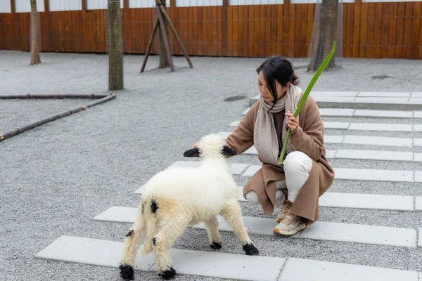Tourist Feeding Sheep Farm — ストック写真