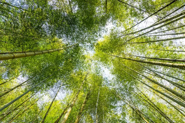 Vue Angle Inférieur Bambou Intérieur Forêt — Photo