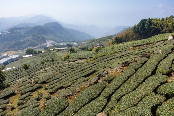 Ряды Выращивания Чайного Дерева Чайной Плантации — стоковое фото