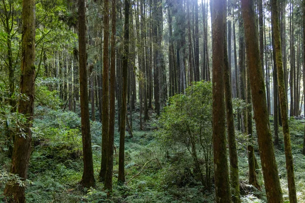 Paisagem Florestal Área Recreação Florestal Nacional Alishan — Fotografia de Stock