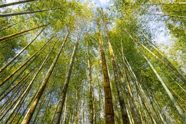 Vista Inferior Del Bosque Bambú —  Fotos de Stock