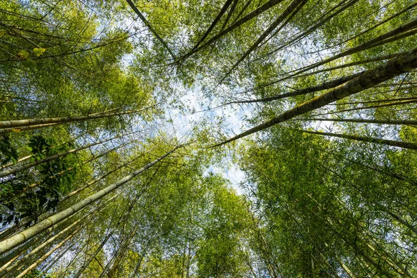 Vista Ángulo Inferior Del Bosque Bambú —  Fotos de Stock