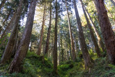 alishan ulusal orman dinlenme alanındaki orman manzarası